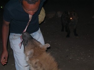 harar-feeding-hyenas-08