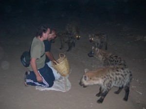 harar-feeding-hyenas-11